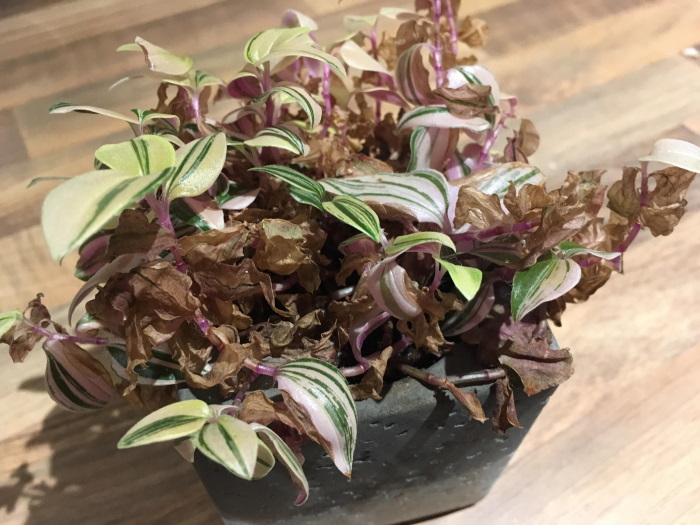 چطور برگ بیدی مریض را نجات دهیم؟